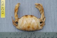 Common box crab Collection Image, Figure 1, Total 6 Figures